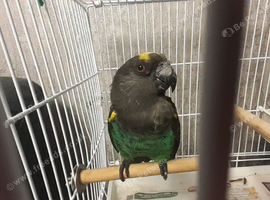 Male parrot meyers