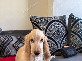 Cocker spaniel boy