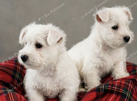 Adorable west highland terrier puppies