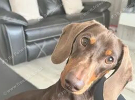 Minature dachshund