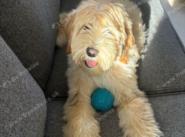 Gold and Cream Tibetan Terrier boy