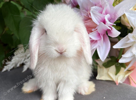 Mini lop male