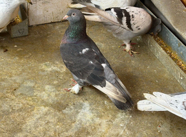 Turkish pigeon