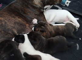 Puppys 4