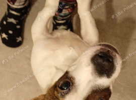 Dashound X jack Russell