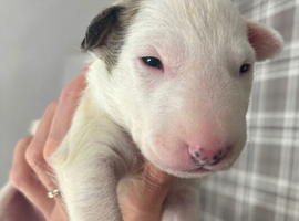 Beautiful Bullterrier pups