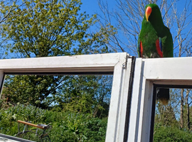 Eclectus