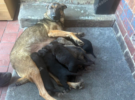 Belgian Malinios x Dutch Shepherd