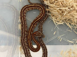 Multiple corn snakes available