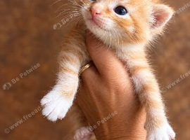 Beautiful little kittens all colours available