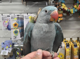 Stunning super tame baby mutation rare blue alexanderine