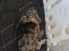 Mini dachshund