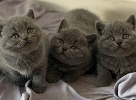 Blue/lilac British shorthair kittens ready soon!