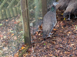 Pair of peafowl