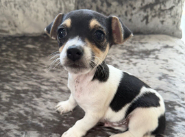 Smooth coated Jack Russell puppies