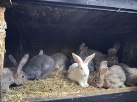 Flemish baby rabbits