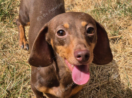 Chocolate & Tan Miniature Dachshund