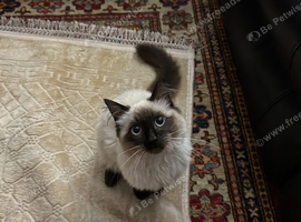 22 Month old Pure Ragdoll Cat!