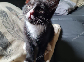 Female Kitten