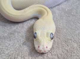 Blue Eyed Ivory Male Burmese Python