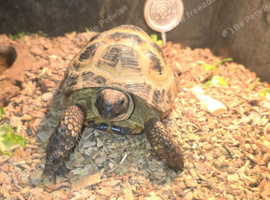 Horse field tortoise