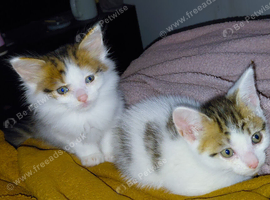 beautiful babies for sale