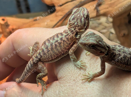 Bearded dragon babies for sale