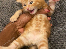 adorable kittens for sale (to good homes)