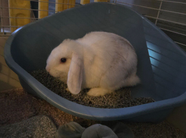 2 mini lop girls with enclosure