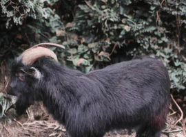 Urgent! Looking for a temporary location for Nigerian dwarf billy