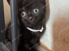Kittens