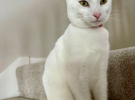 Russian White x British Shorthair Male &ndash; 1 Year Old &ndash; Looking for a Loving Forever Home