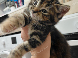 kitten