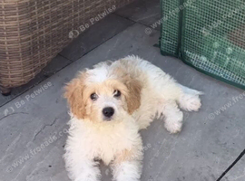 Loving Home Needed Female Cavachon