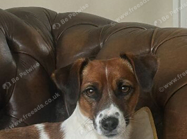 Pure Jack Russell dog pup