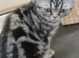 Bsh.Silver Tabby.