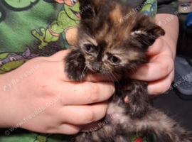 Kitten