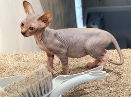 Last little girl - Sphynx kittens - Ready now!