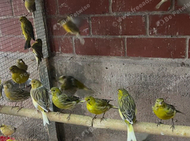 Canaries for sale