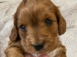 Rare smaller Asian poodle cross deep red puppies