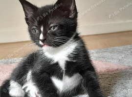 10 week old kitten