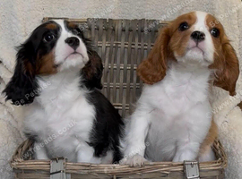 Cavalier King Charles.