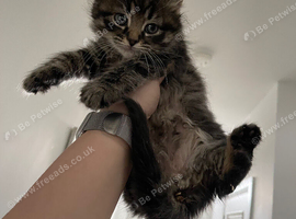Male Kitten