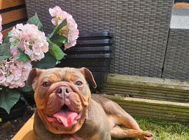 English Bulldog for sale
