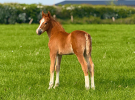 Perfect chestnut section d colt to make 15hh
