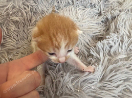 Super sweet kitten