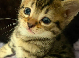 Tabby girl