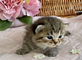 BEAUTIFUL BSH KITTENS