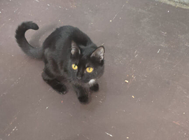 Black British shorthair 1year old female