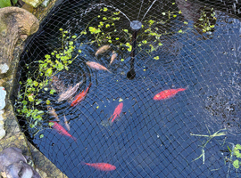 Pond fish